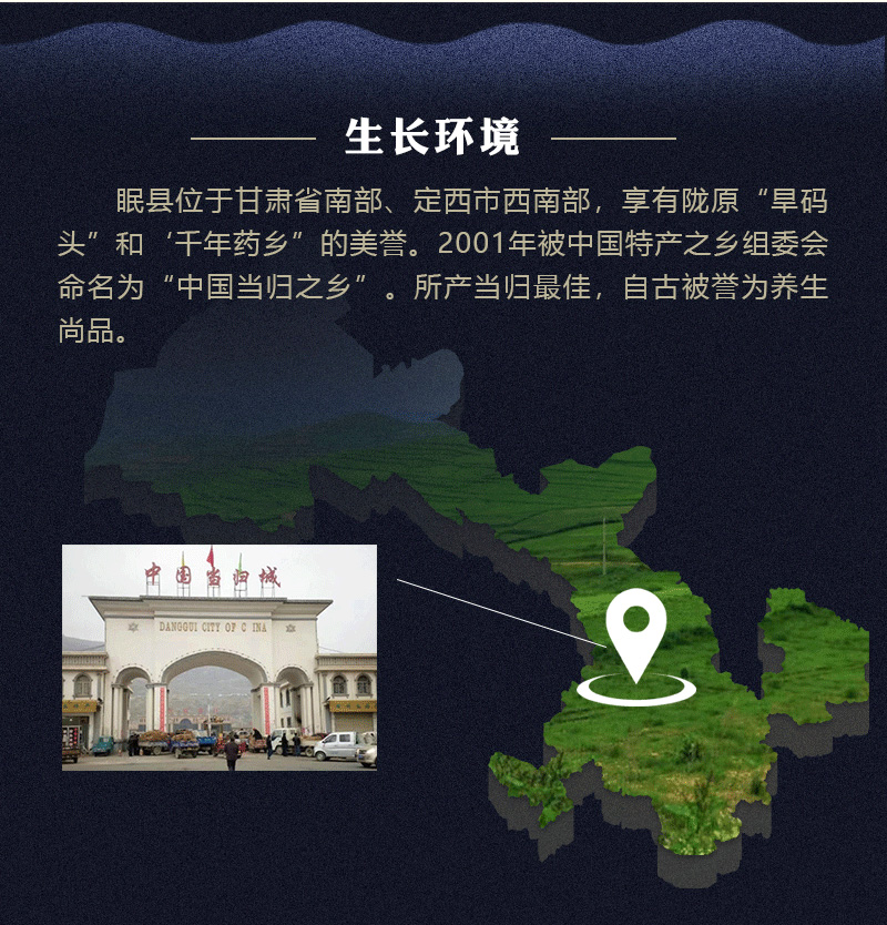 甘肃当归