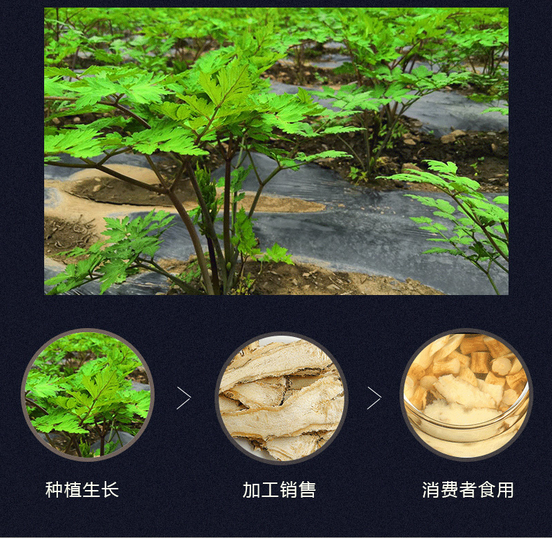 甘肃当归
