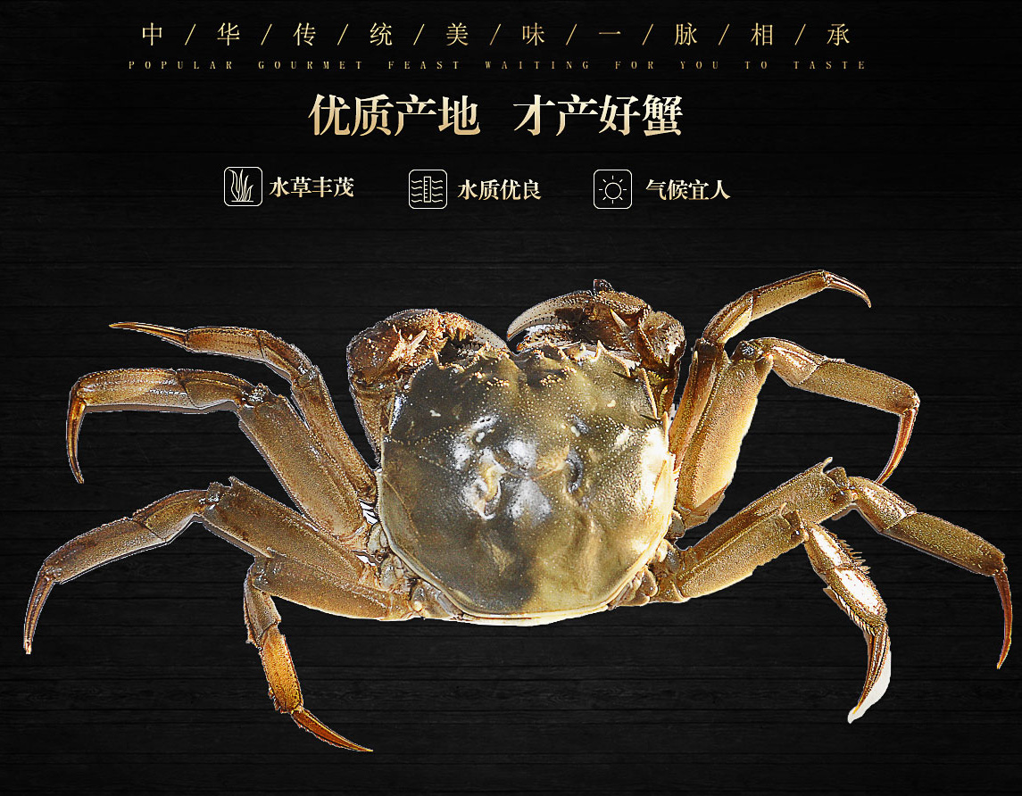 阳澄湖大闸蟹