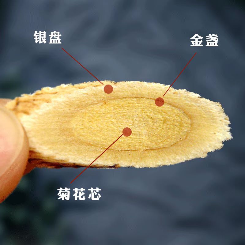 甘肃黄芪